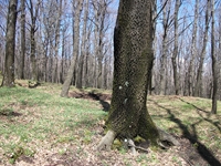 Giarrita